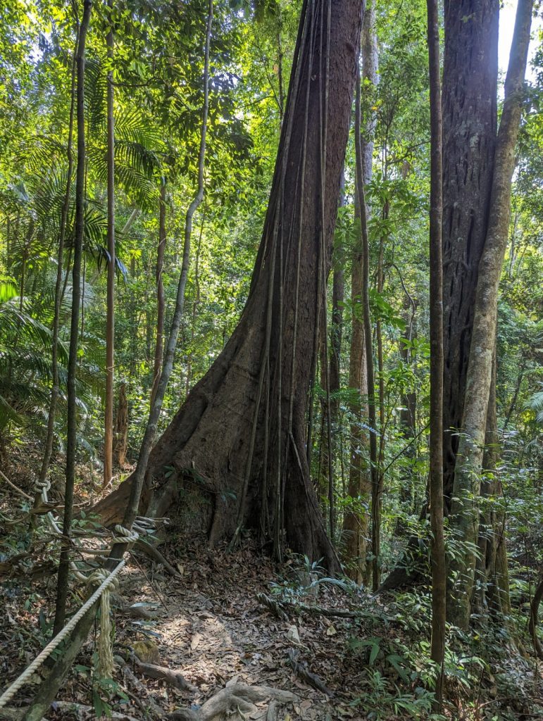 Meaningful Travel on Gunung Machinchang Langkawi, Malaysia - 2x Great Views - Hiking on Machinchang Trail or cable car to Skybrigde Langkawi