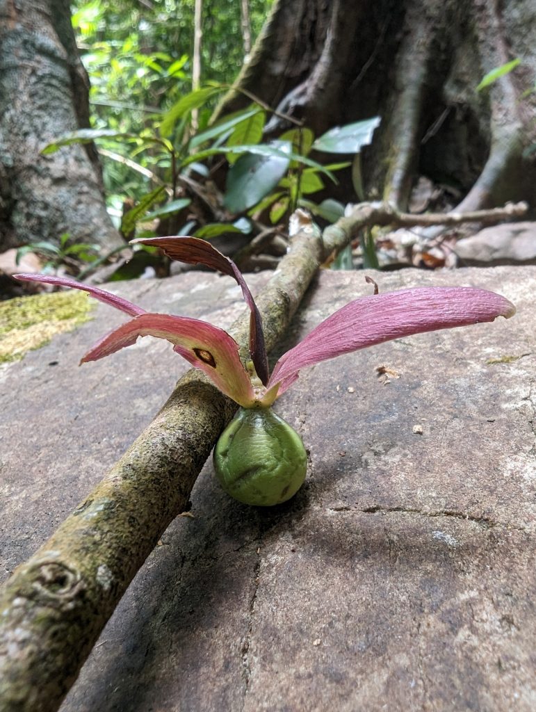 Meaningful Travel on Gunung Machinchang Langkawi, Malaysia - 2x Great Views - Hiking on Machinchang Trail or cable car to Skybrigde Langkawi