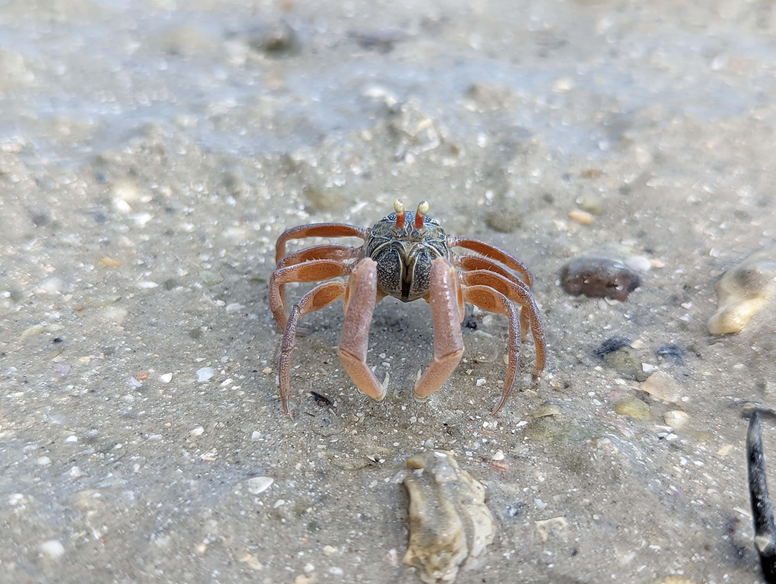Close-up krab op het strand van Koh Mook - Wandelen op Koh Mook, Thailand