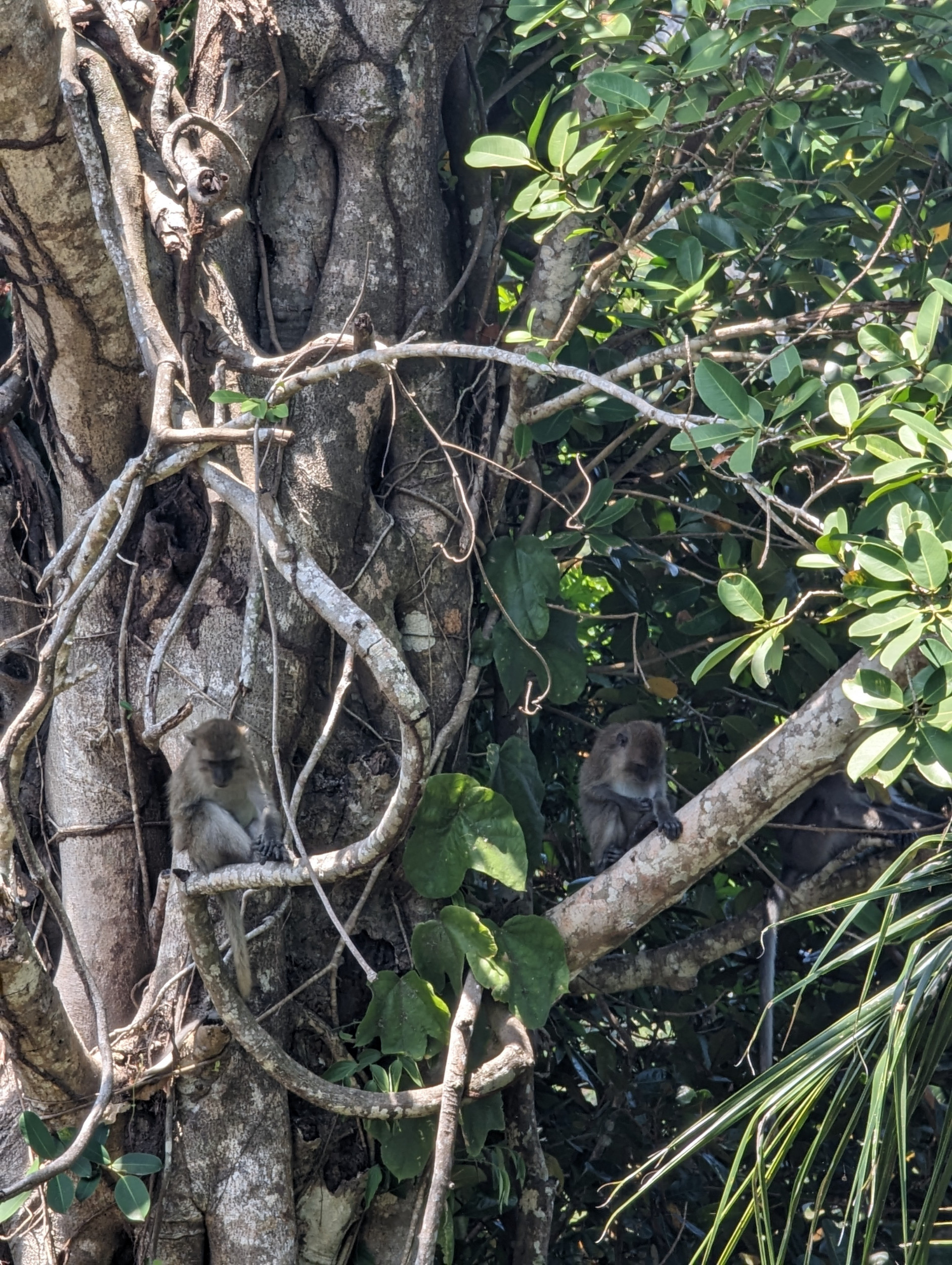 Wandelen naar het Jungle Viewpoint - Wandelen op Koh Mook, Thailand