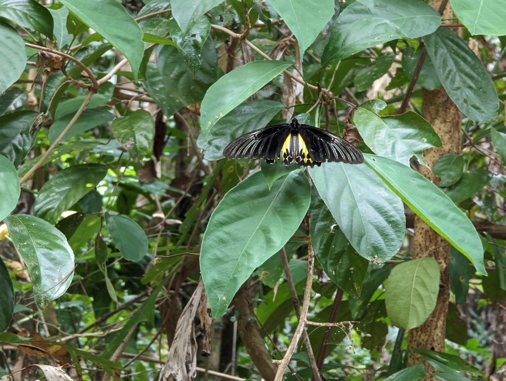 Vlinders en reptielen op weg naar Ao Lo Dung Beach - Koh Mook