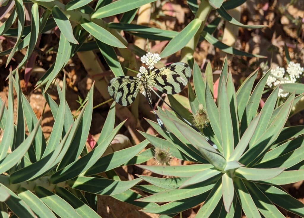 Wildlife op de Lycian Way etappe 2 en 3 - Zinvol Reizen