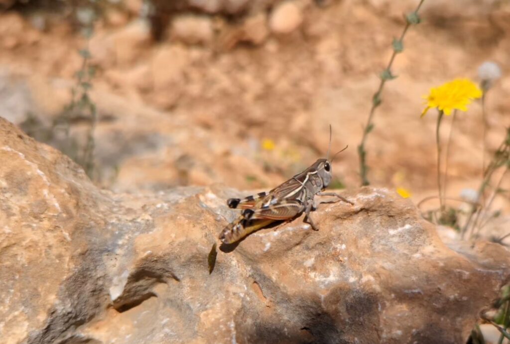 Wildlife op de Lycian Way etappe 2 en 3 - Zinvol Reizen