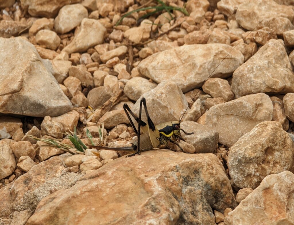 Wildlife op de Lycian Way