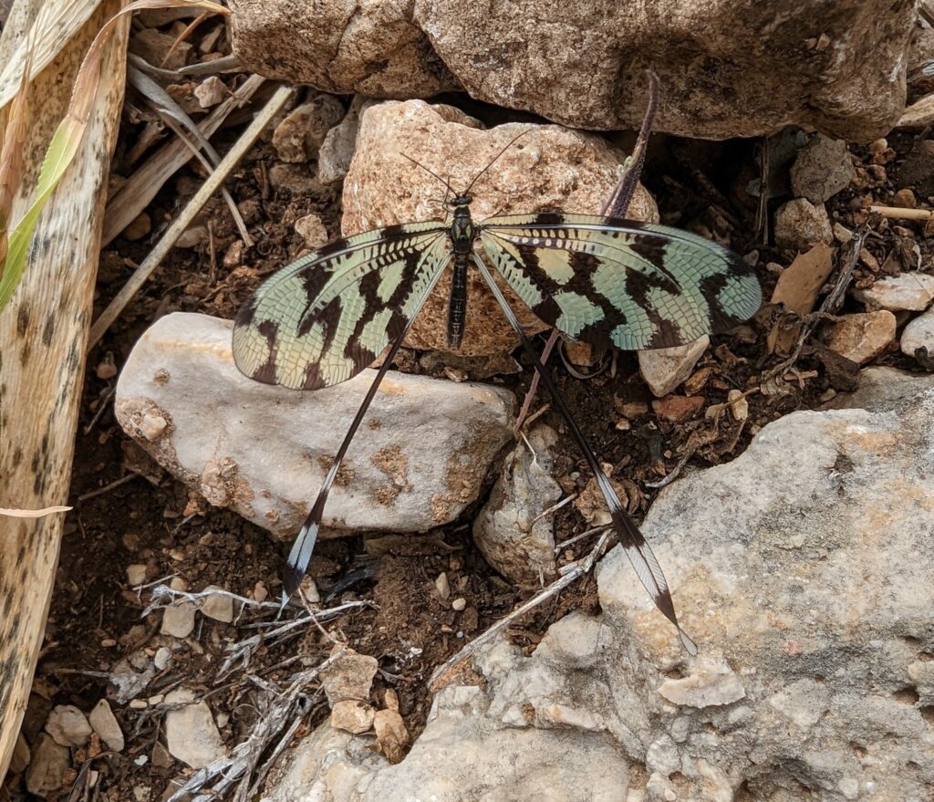 Stukje op de Lycian Way naar de Sleeping Giant - Wandelen in Kaş aan de Lycische Kust - TUrkije