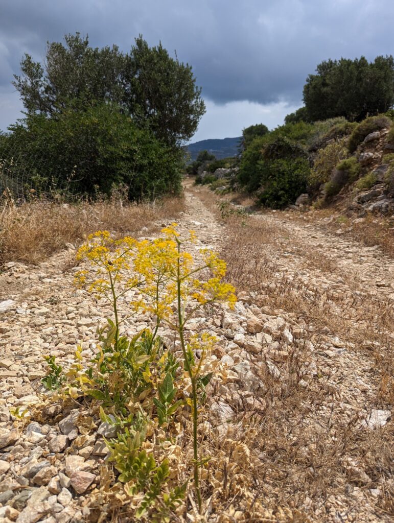 Op weg naar Menetes - Dag 1 wandelen op Karpathos