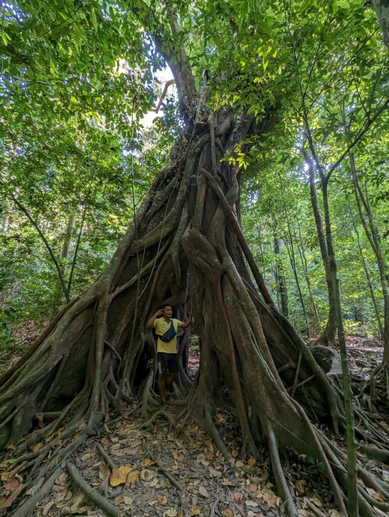 Wandeling in de jungle van Khao Sok NP - Thailand