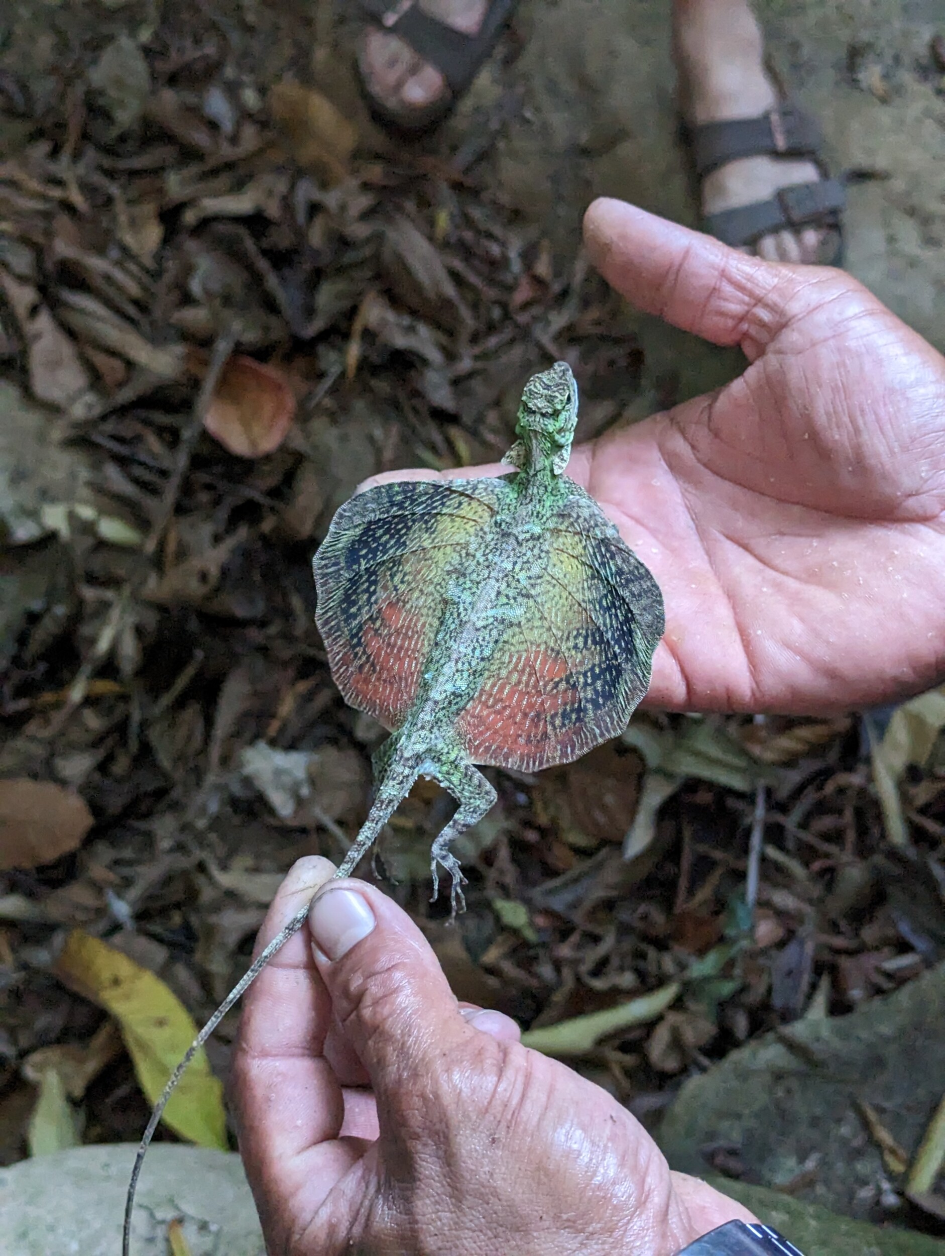 Wandeling in de jungle van Khao Sok NP - Thailand
