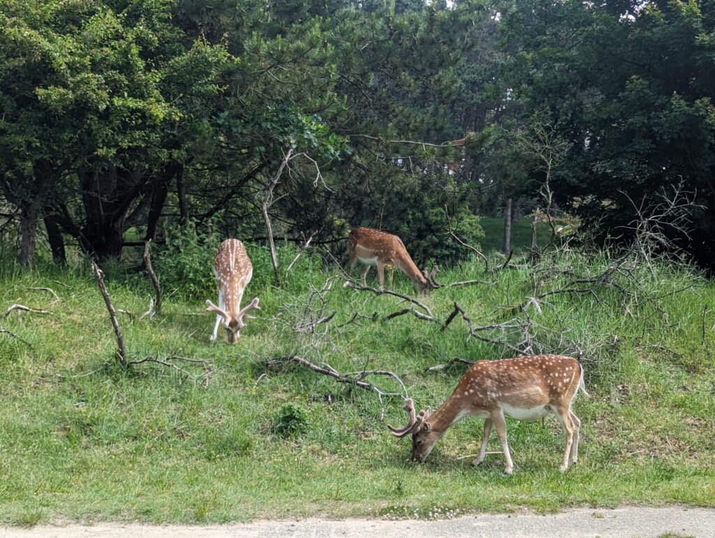 Damherten Amsterdamse Waterleidingduinen Kustpad 2