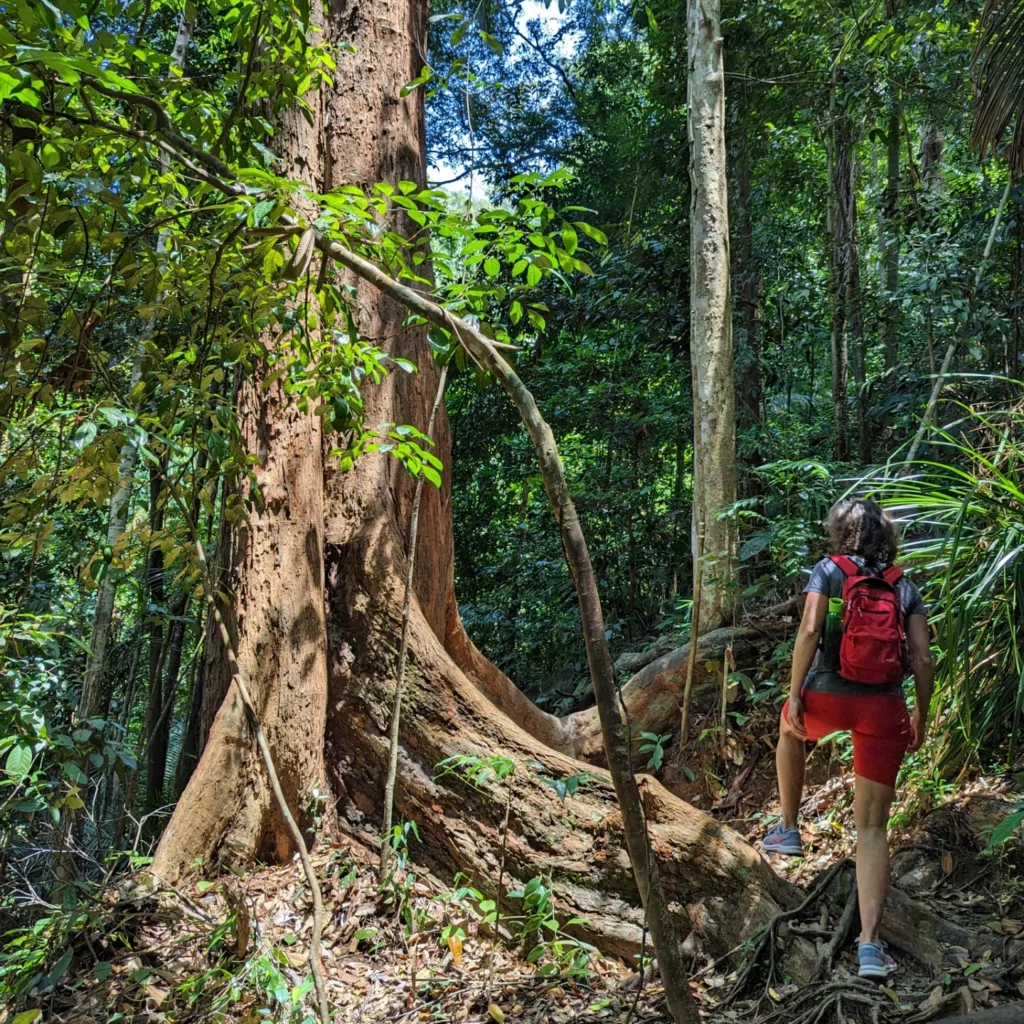 Wandelen op Bukit Beruang Trail - Maleisië