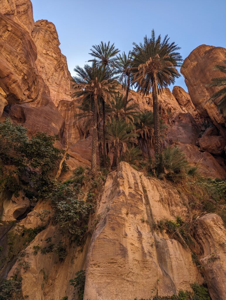 De palmbomen in de Wadi Ghuweir