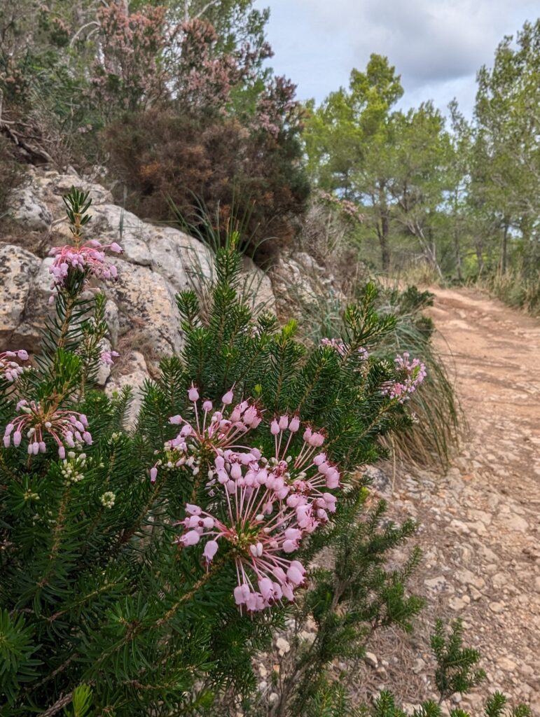 Wandelen op de Serra Tramuntana op Mallorca - De lange afstand wandeling GR221 op Mallorca - Spanje