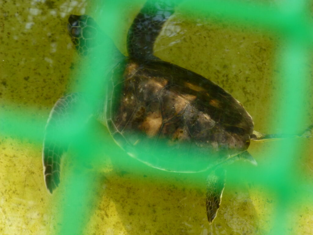 Turtle Hatchery in Pulau Penang NP
