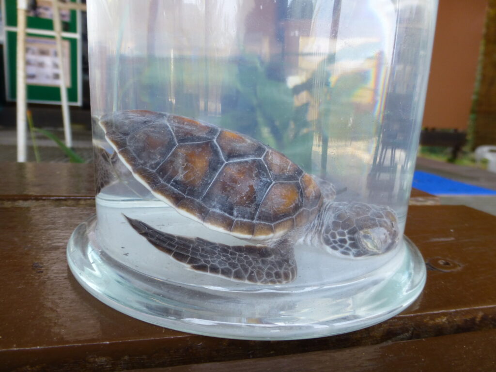 Turtle Hatchery in Pulau Penang NP