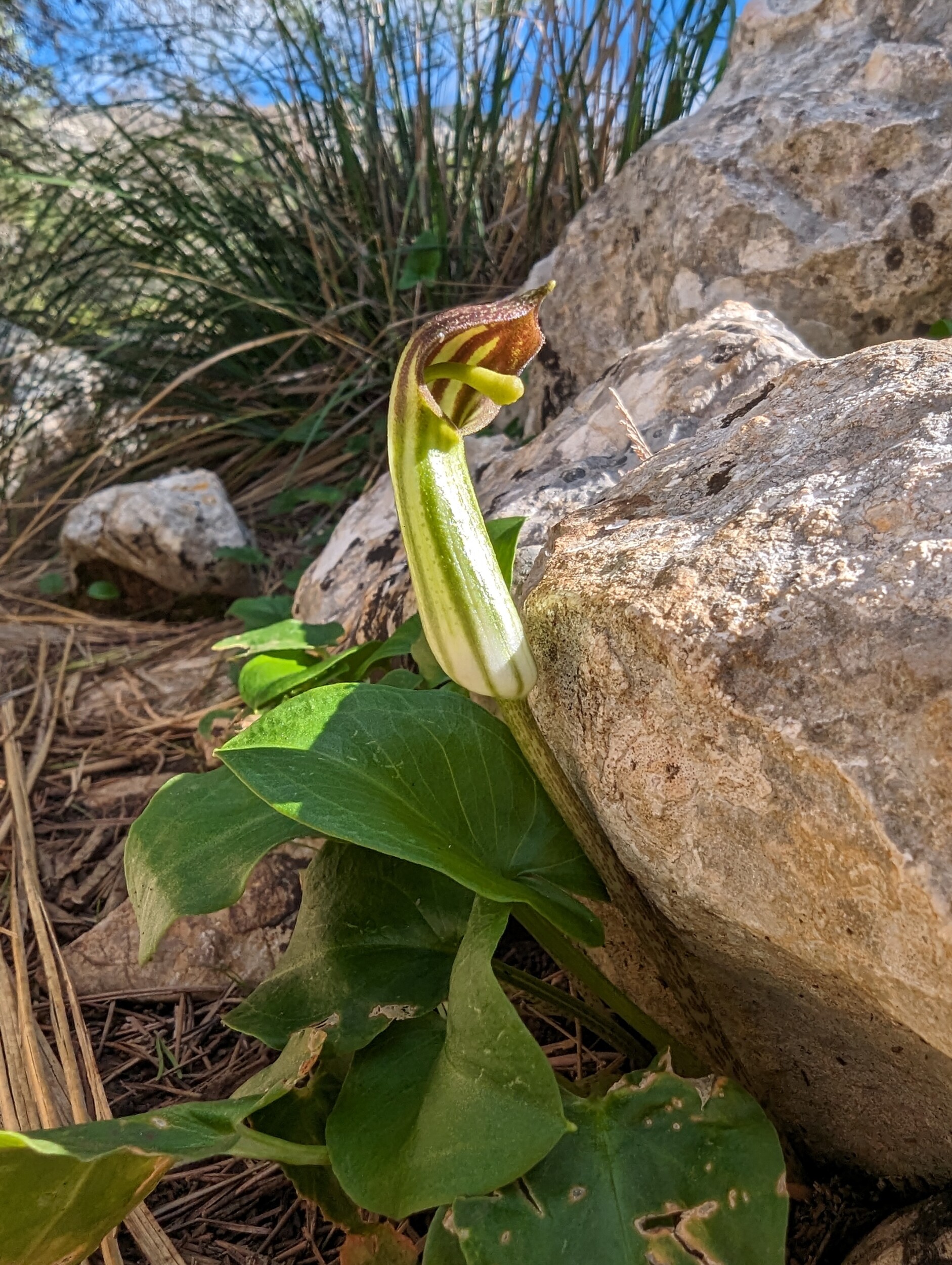 Flora & Fauna op de GR221 - Mallorca