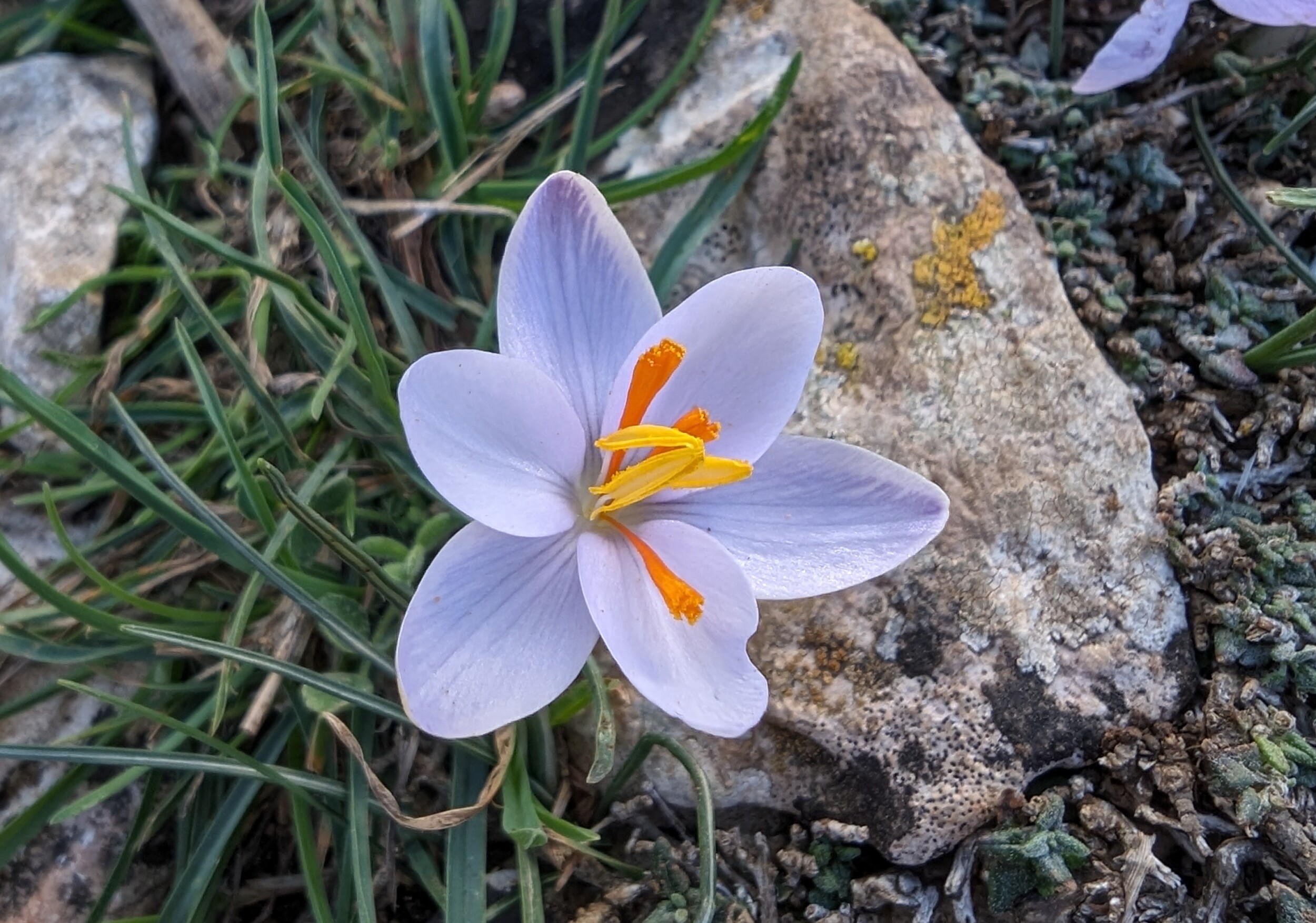 Flora & Fauna op de GR221 - Mallorca