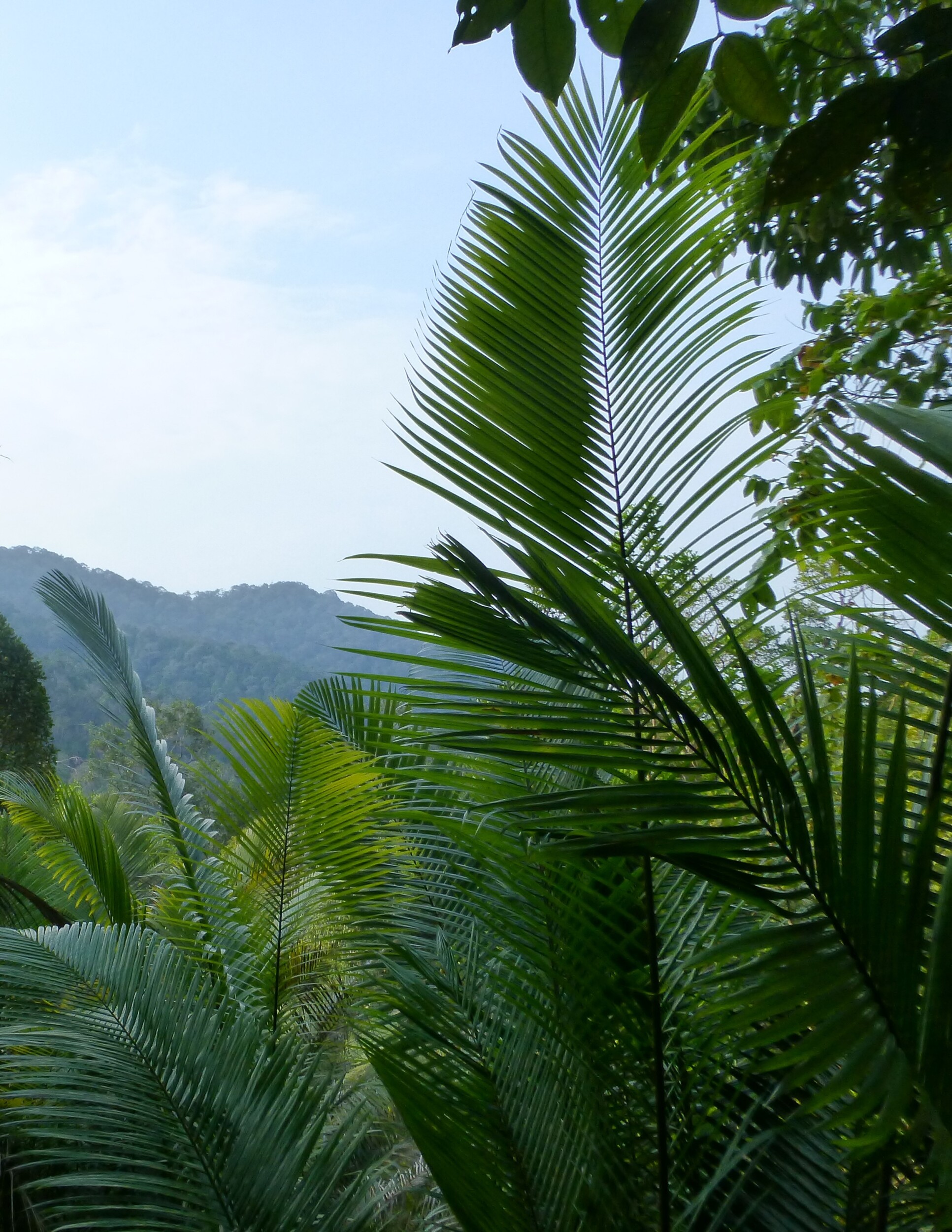 Vakantie Maleisië: Pulau Penang National Park + Complete Reisgids Voor €25 Per Dag