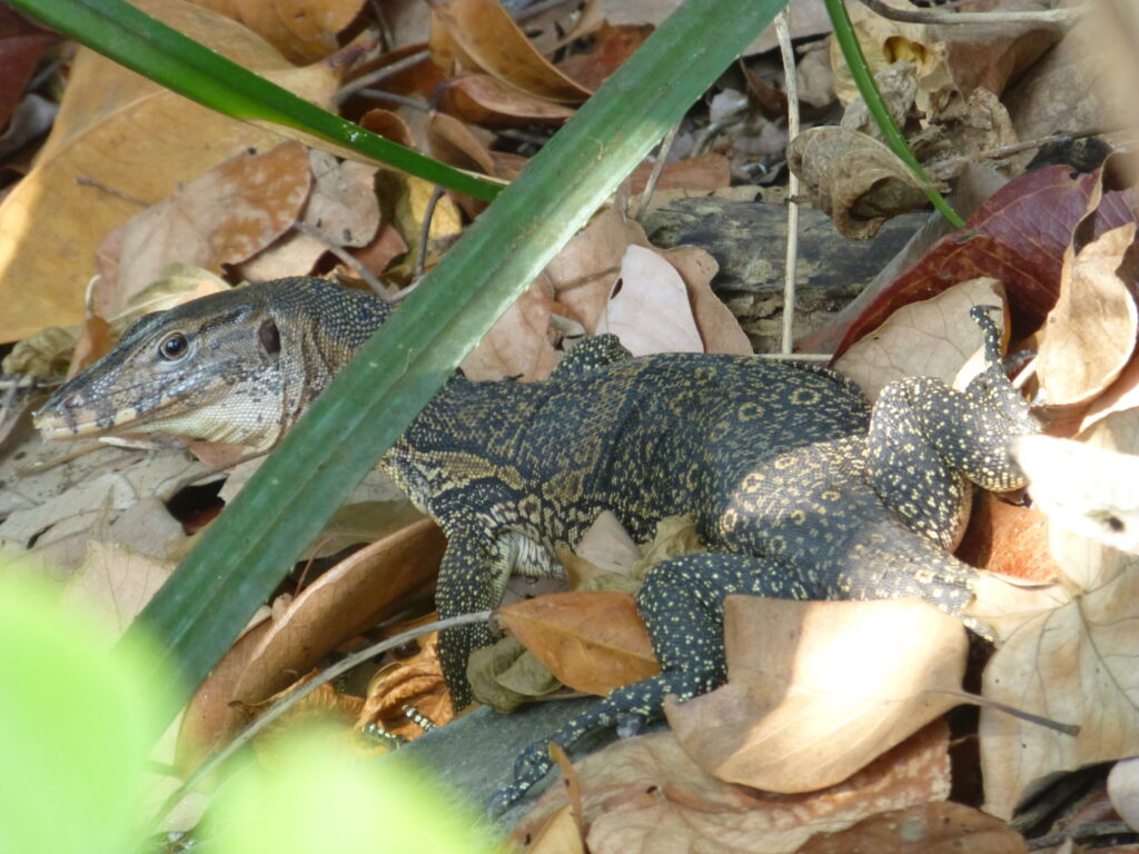 Wildlife pulau penang np
