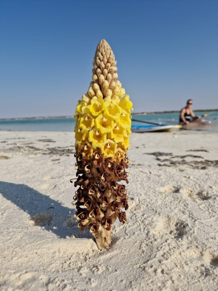 Bloem op het strand van een klein eilandje bij Bar Alhikman - Oman