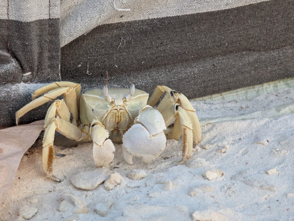 Een van de vele krabben op het strand bij Whales Head Camp - Bar Alhikman