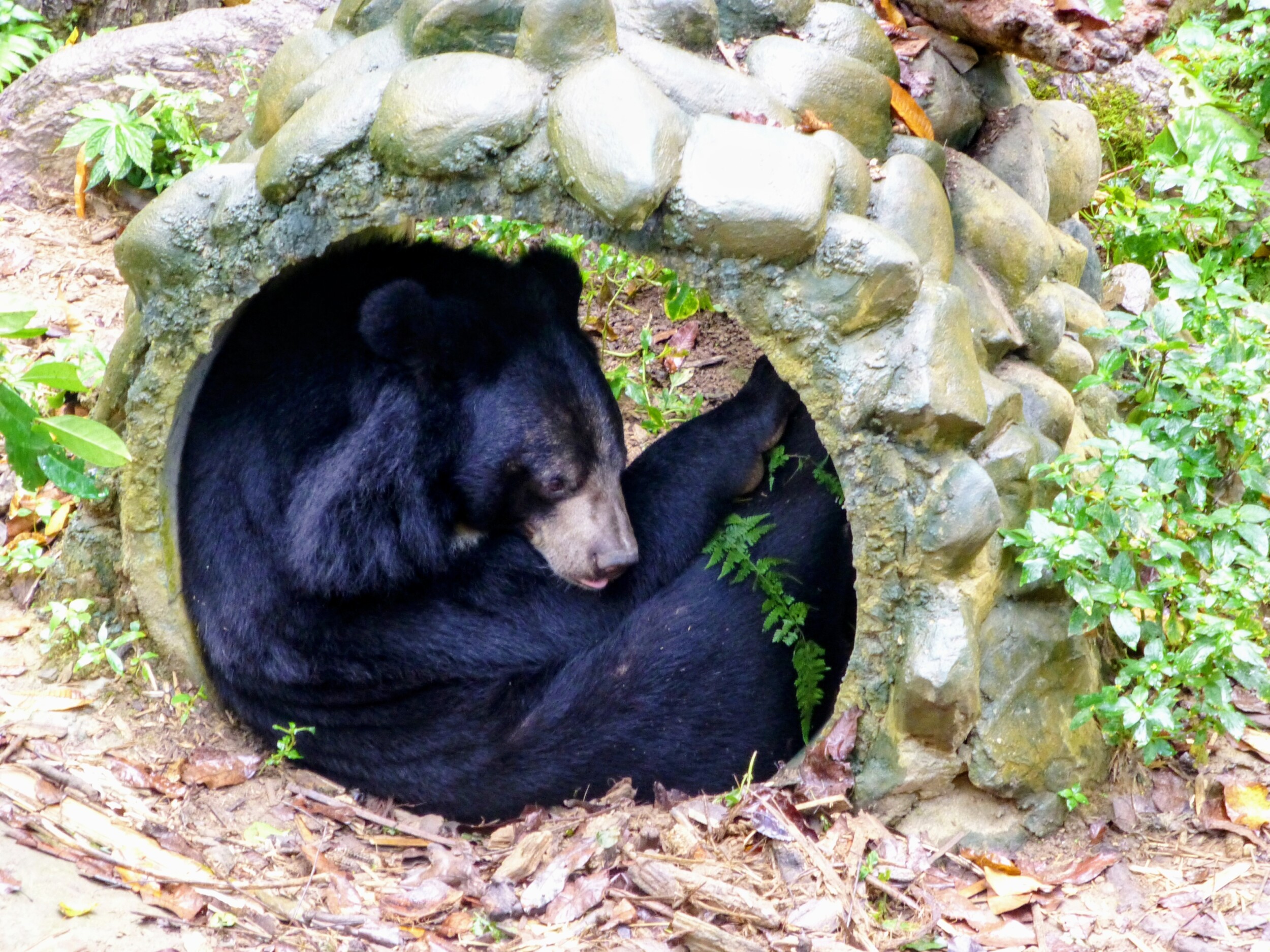 Free The Bears - Berenopvang