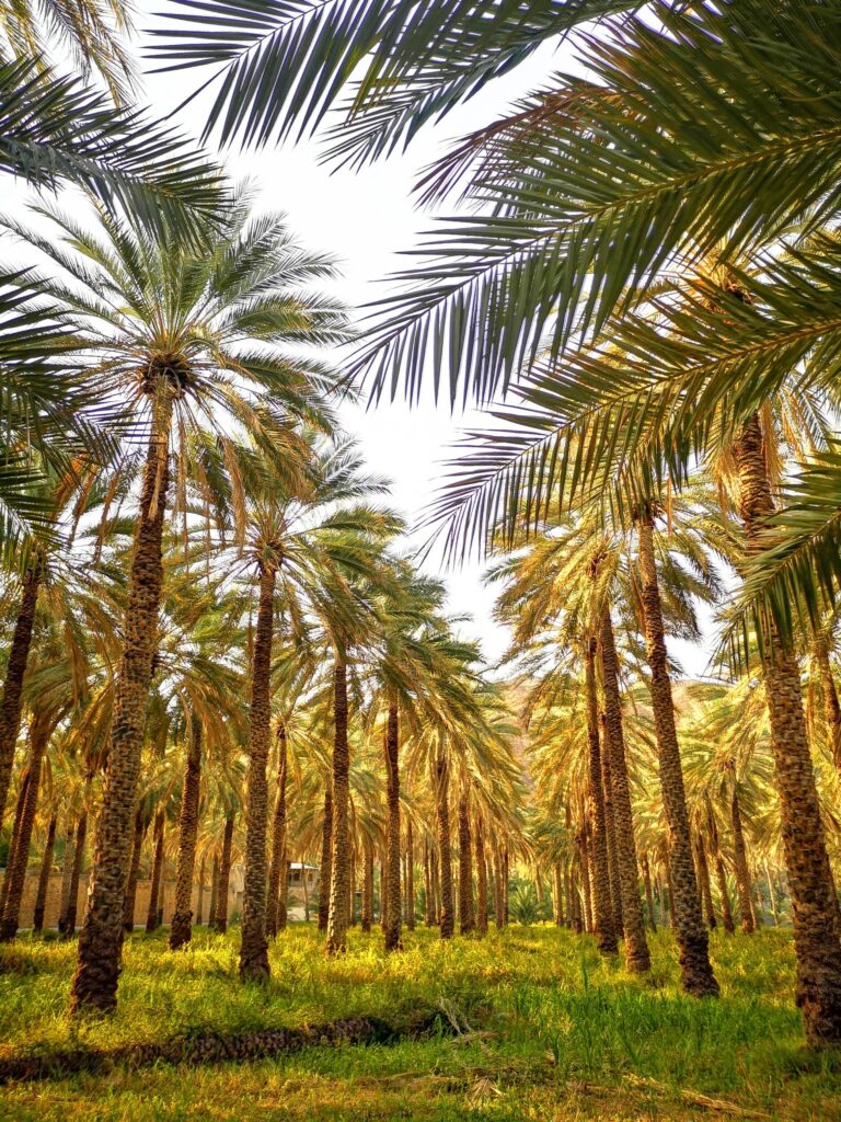 Palmen oase bij Birkat al Mouz - Oman