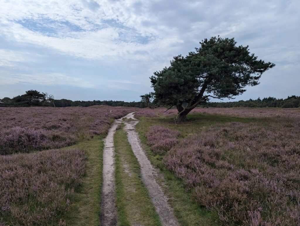 De Paarse heide in natuurpark De Drentsche Aa Pieterpad etappe 4 Zuidlaren naar Rolde