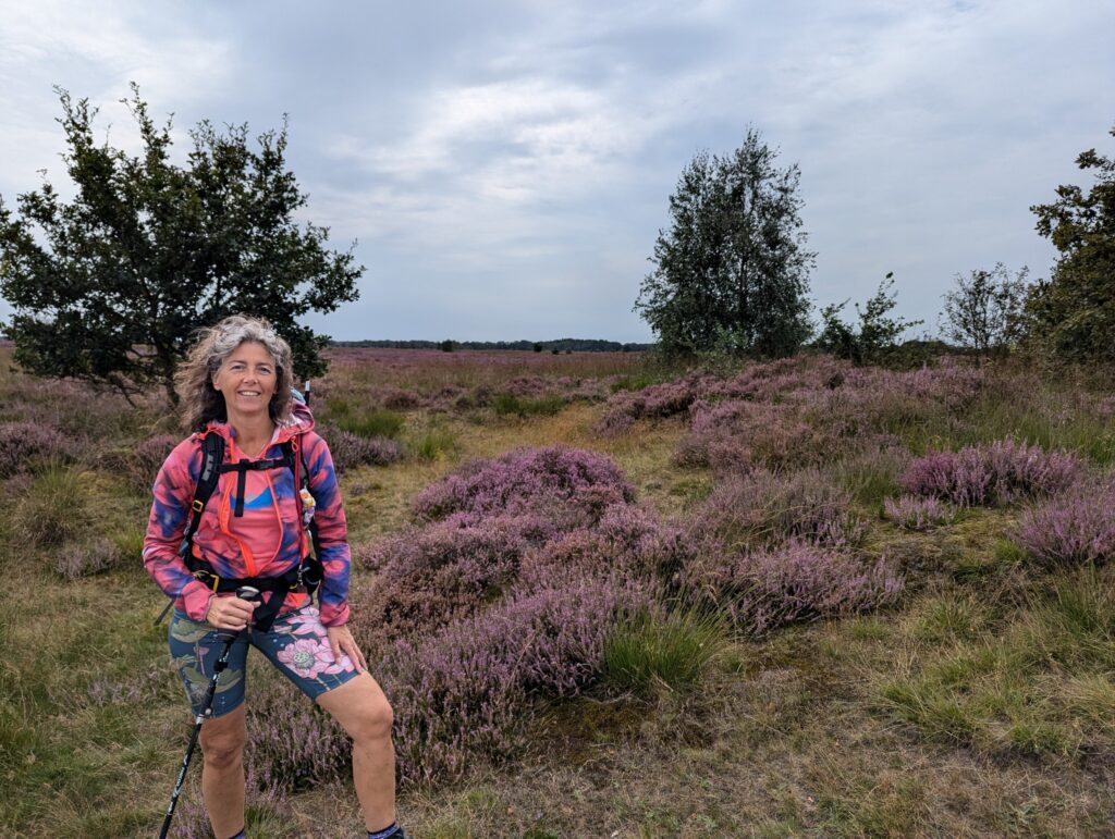 De Paarse heide in natuurpark De Drentsche Aa Pieterpad etappe 4 Zuidlaren naar Rolde