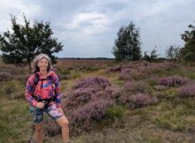 De Paarse heide in natuurpark De Drentsche Aa Pieterpad etappe 4 Zuidlaren naar Rolde