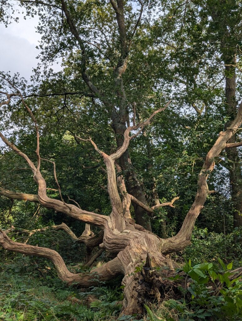 10 dagen op het Pieterpad - Wandelen in Nederland