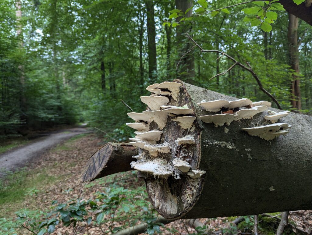 10 dagen op het Pieterpad - Wandelen in Nederland