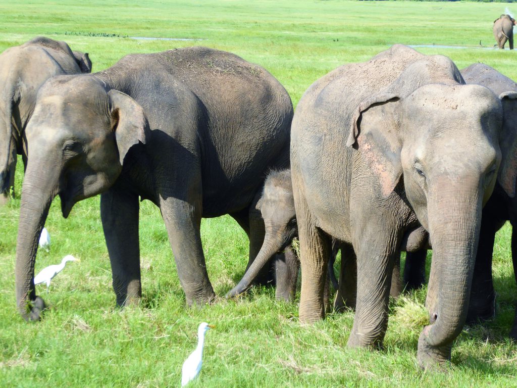 zomervakantie van 2025 - Sri Lanka