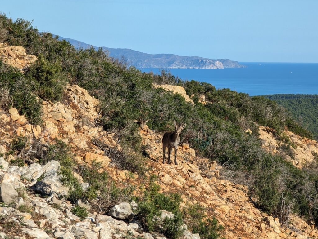 Wildlife on the GR92