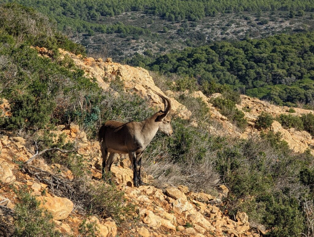 Wildlife on the GR92