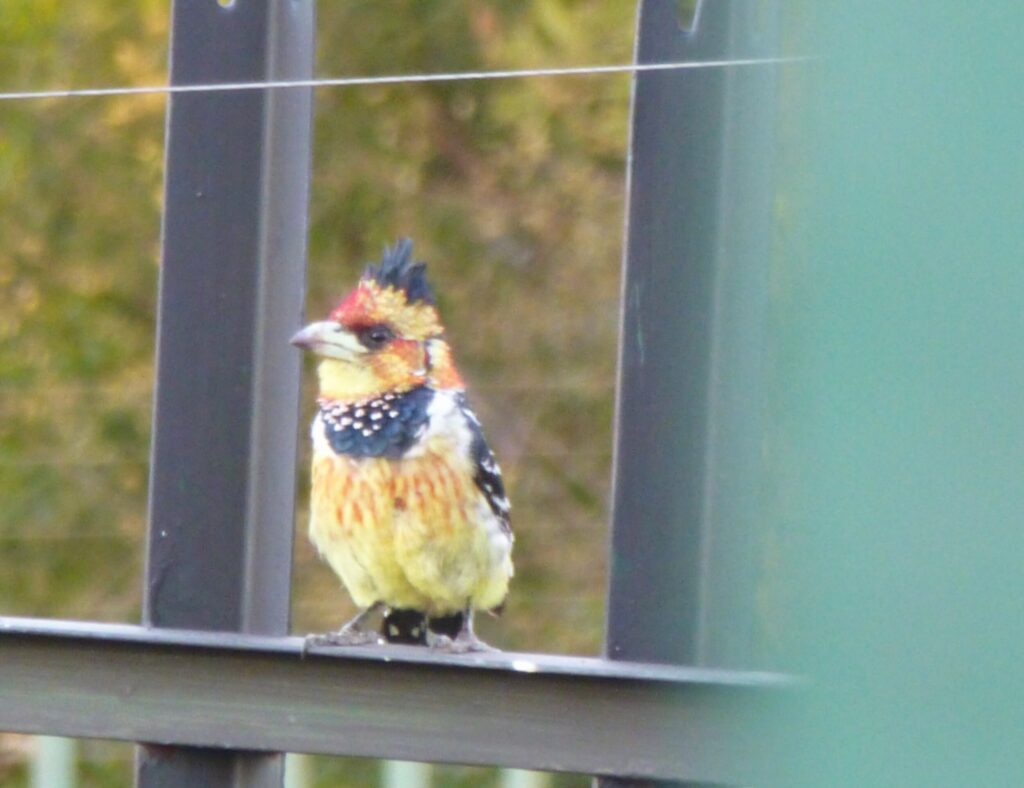 Prachtige vogel in de tuin van Brown Sugar Backpackers Logde in Johannesburg