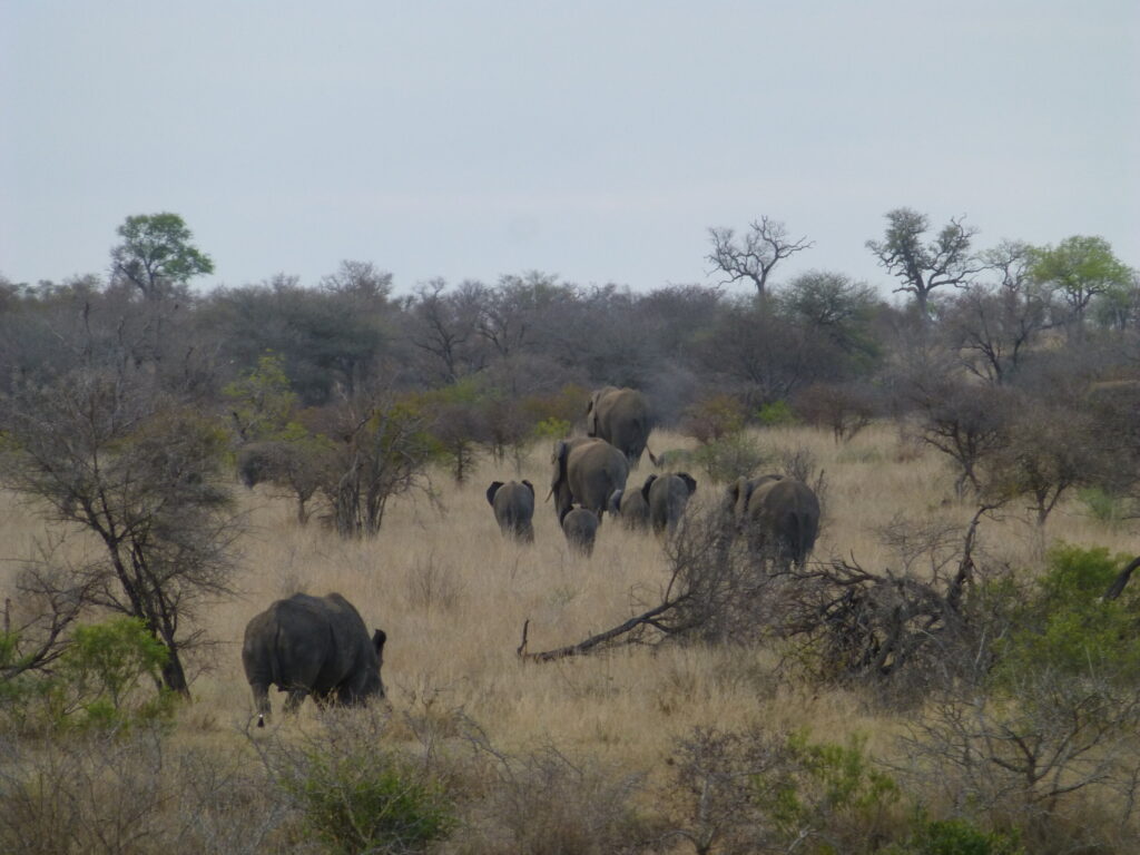 Bekijk olifanten en neushoorn tijdens je Kruger Park bezoek