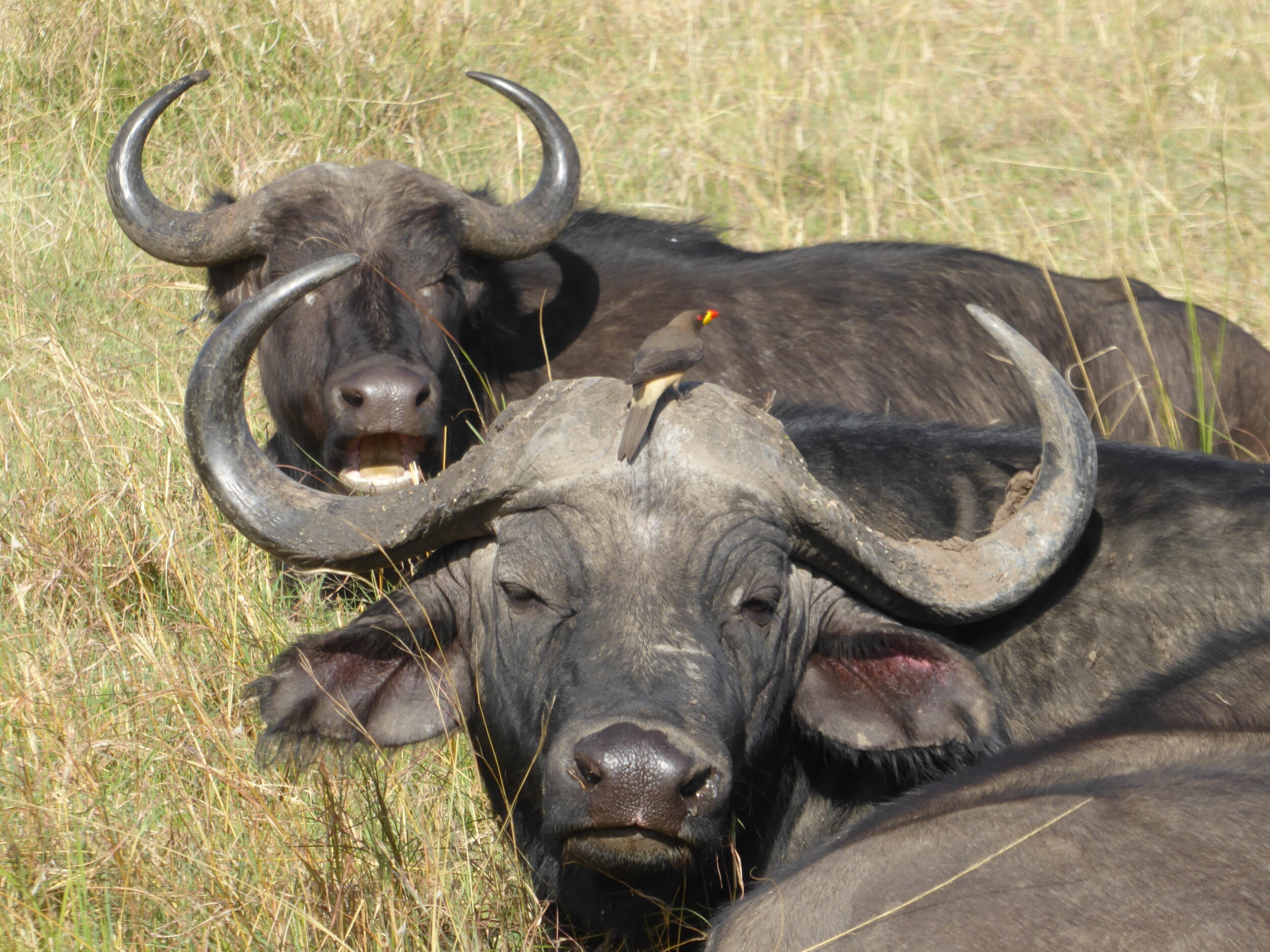 Kenia safari - winterreizen persoonlijke groei