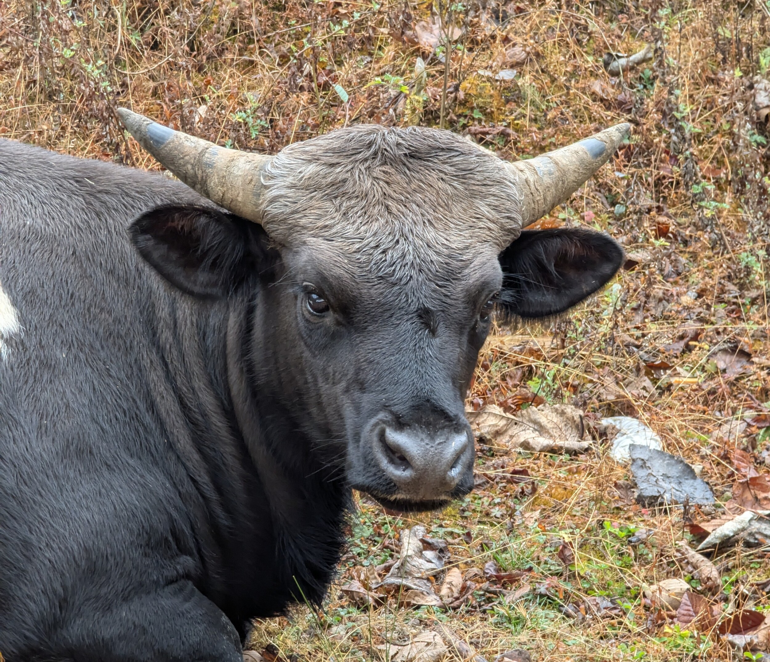 Mithun, staatsdier van Arunachal Pradesh