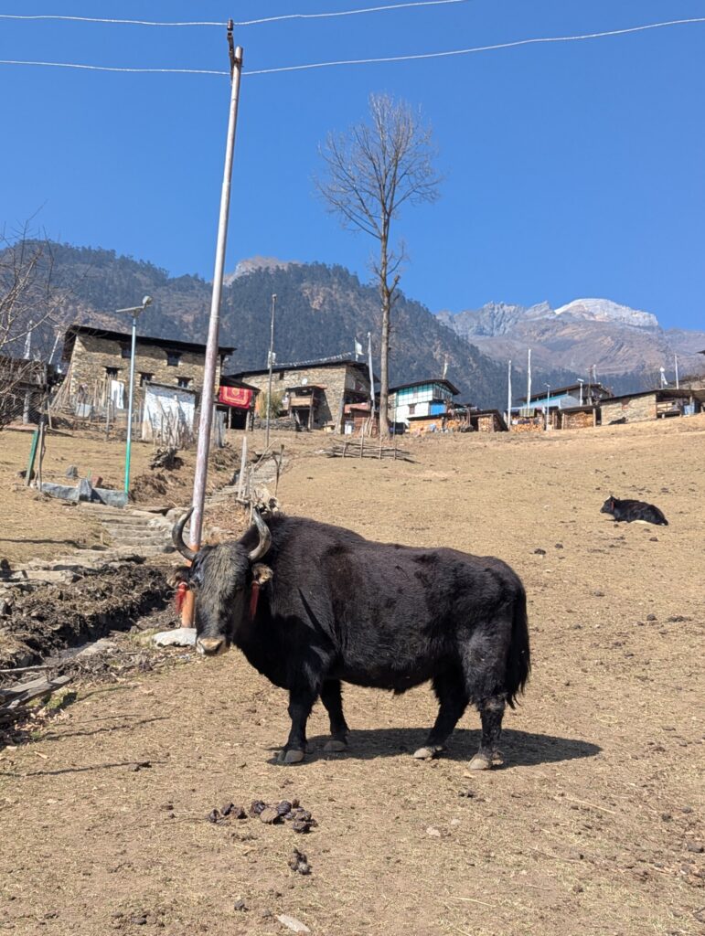 Tawang Bezoeken - Bergdorp Thingbu - Dzo