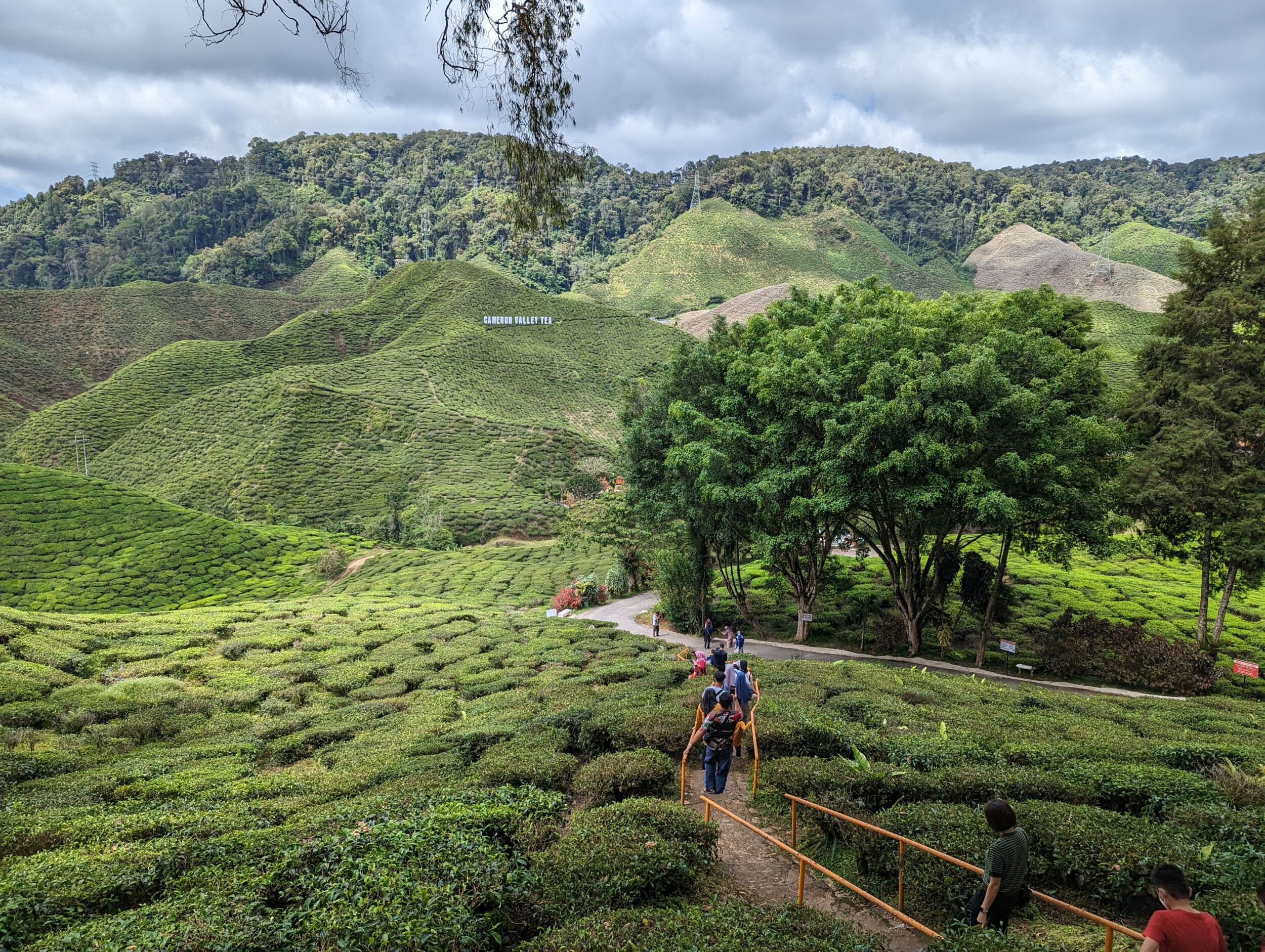Theeplantages van Cameron Highlands in Maleisië