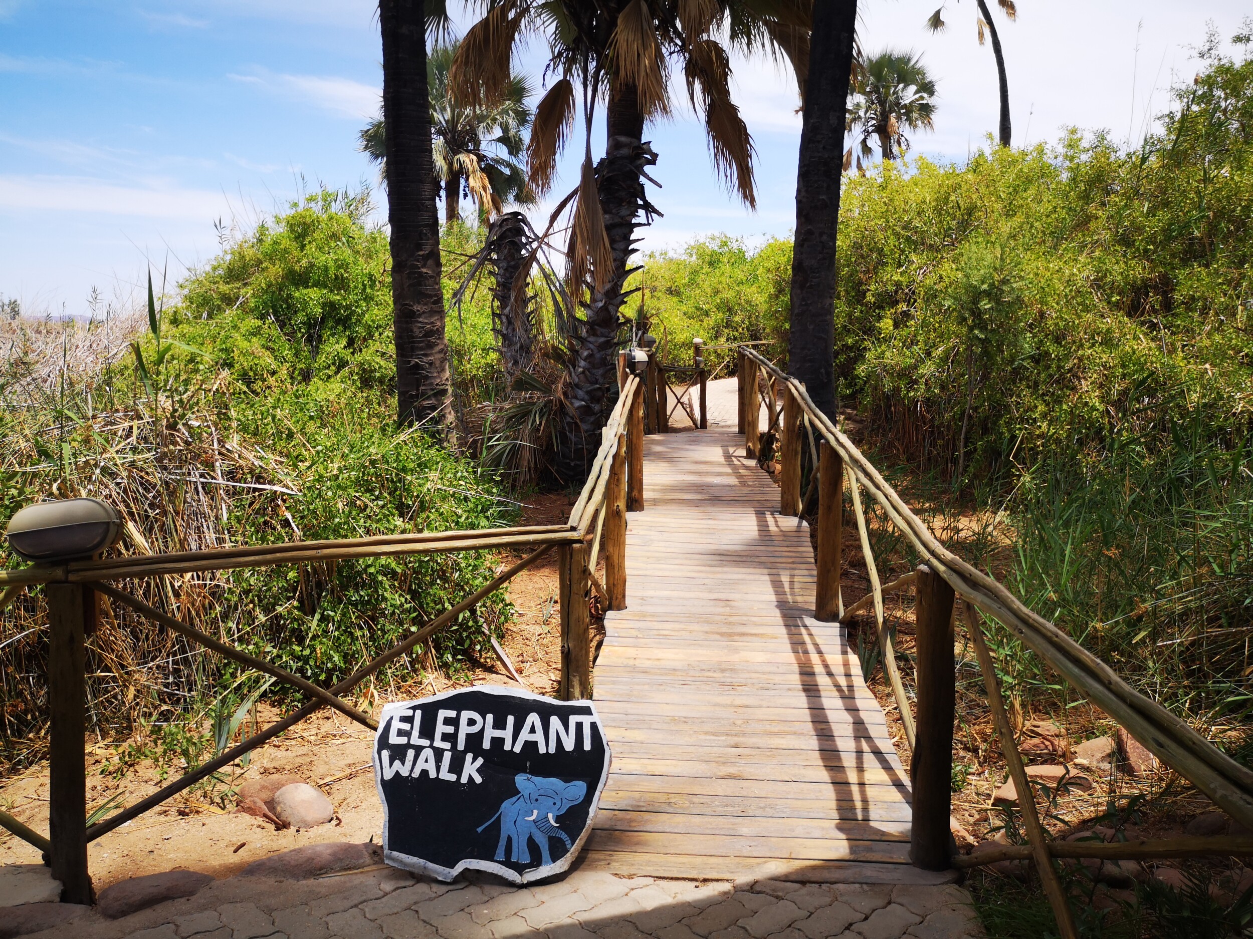 Ontdek Palmwag Namibië: mijn ontmoeting met woestijnolifant Jimbo & de eeuwenoude Welwitschia plant. Tips voor 4WD kamperen in Damaraland + praktische gids info.
