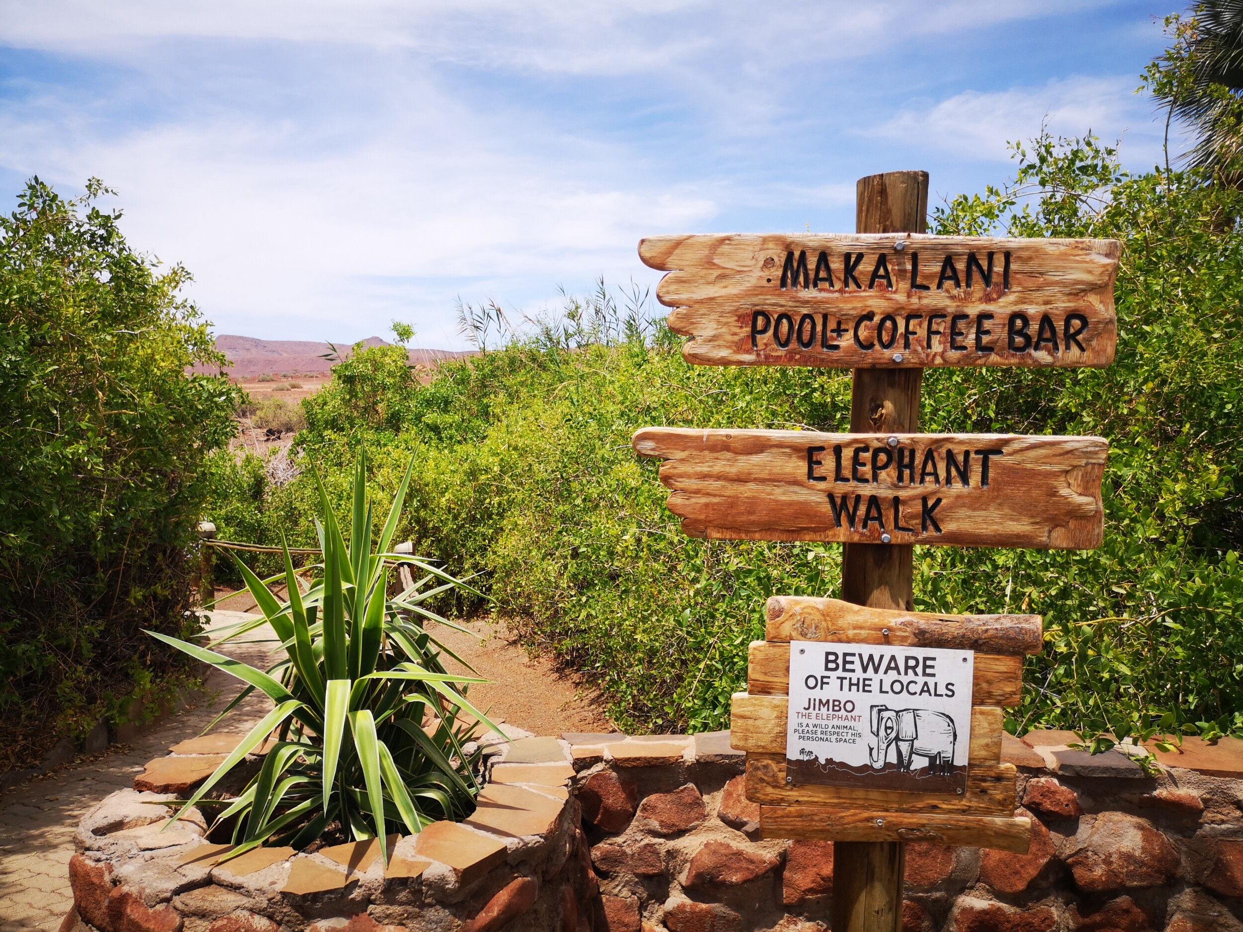 Ontdek Palmwag Namibië: mijn ontmoeting met woestijnolifant Jimbo & de eeuwenoude Welwitschia plant. Tips voor 4WD kamperen in Damaraland + praktische gids info.