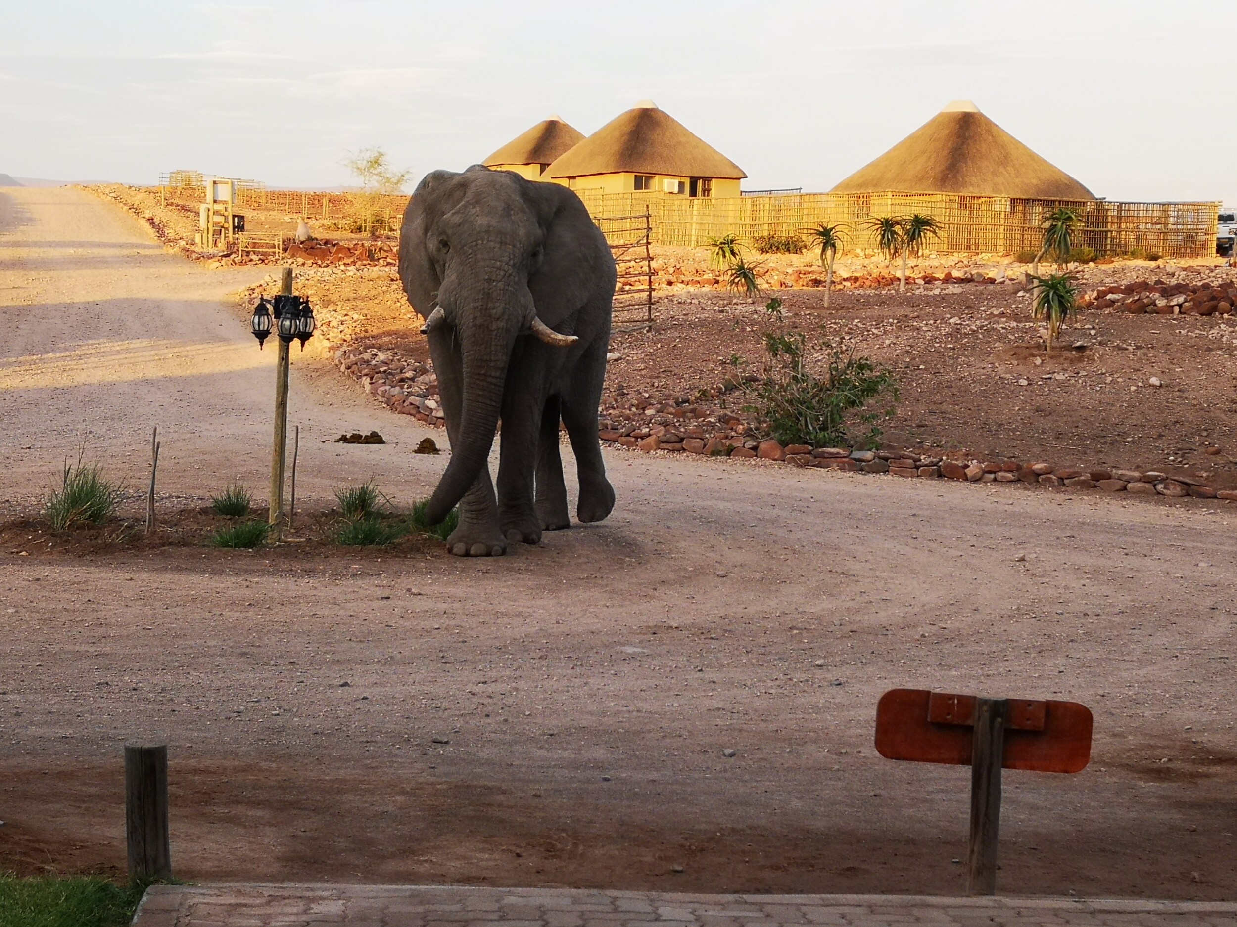 Ontdek Palmwag Namibië: mijn ontmoeting met woestijnolifant Jimbo & de eeuwenoude Welwitschia plant. Tips voor 4WD kamperen in Damaraland + praktische gids info.