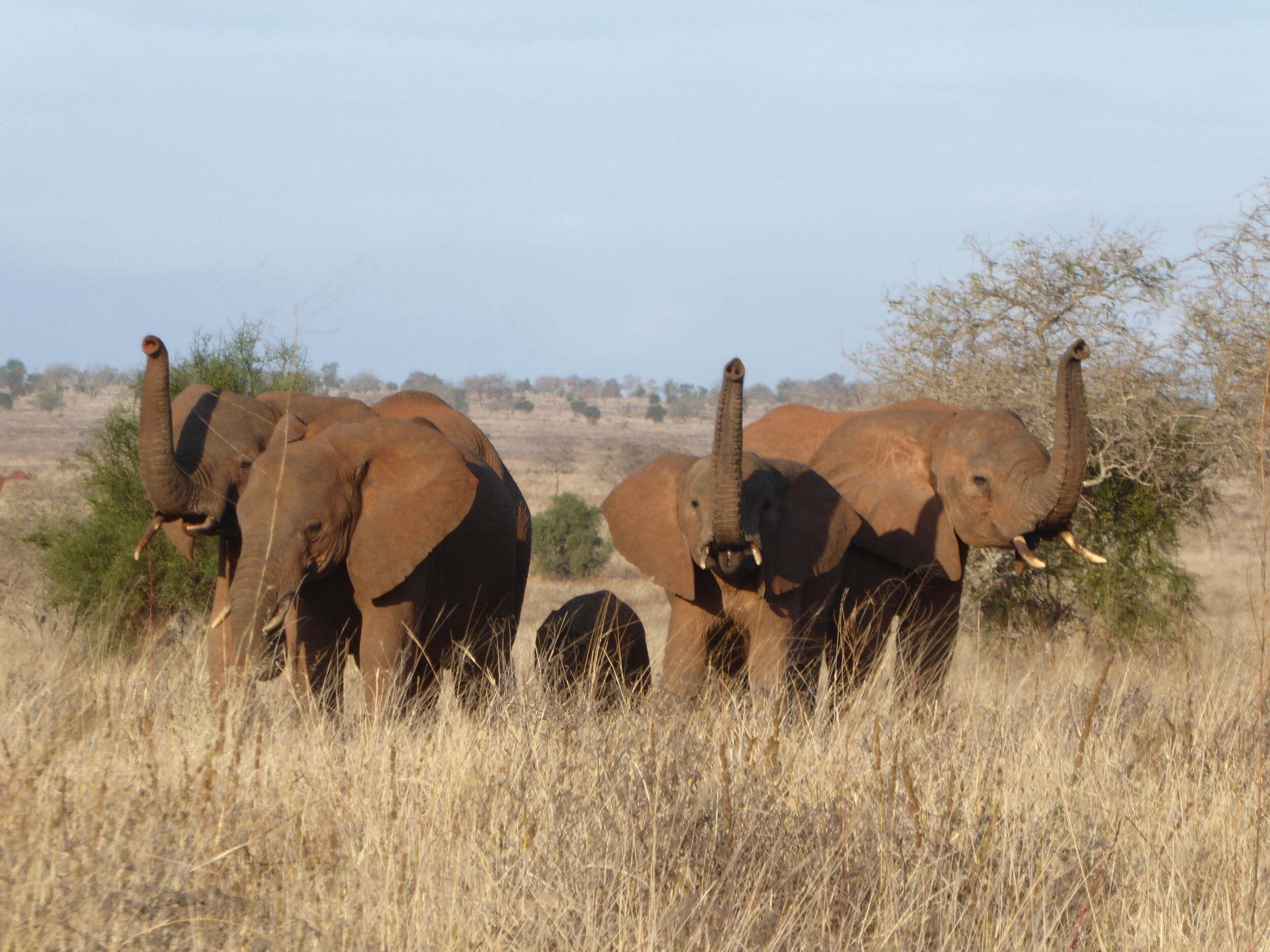Kenia, aan het werk als Ranger bracht me elke dag in het park