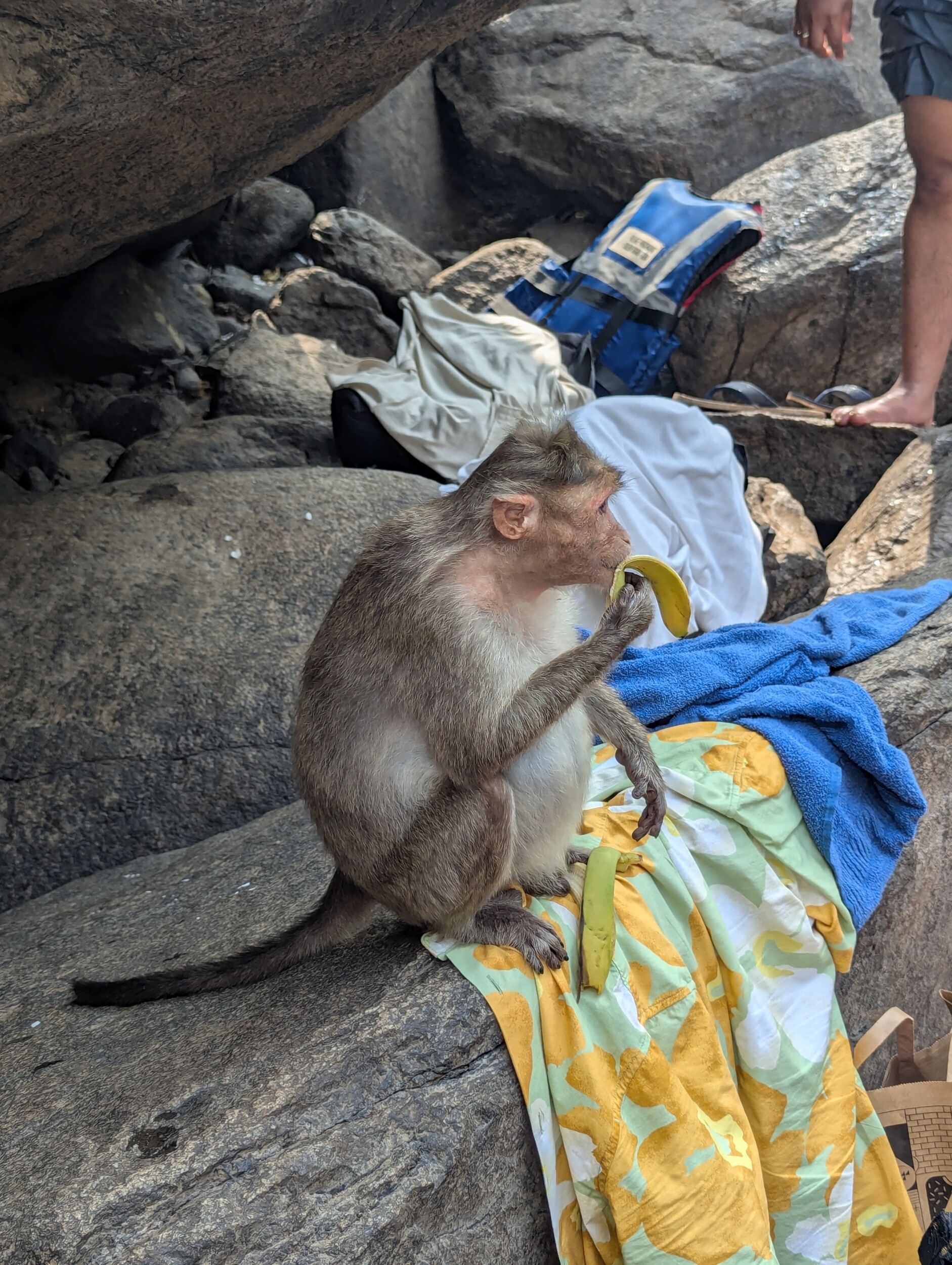 De brutale aap die mijn banaan wilde hebben...en won - Goa India