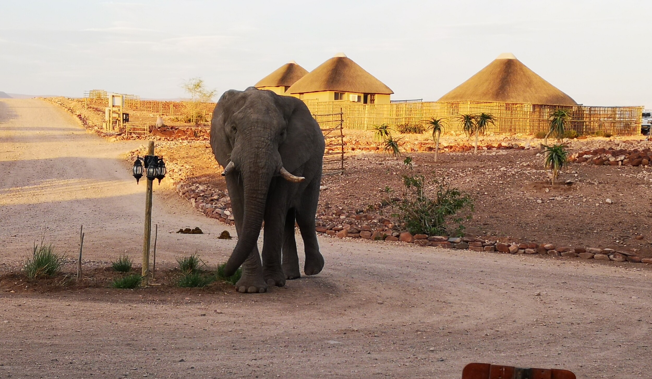 Ontdek Palmwag Namibië: mijn ontmoeting met woestijnolifant Jimbo & de eeuwenoude Welwitschia plant. Tips voor 4WD kamperen in Damaraland + praktische gids info.