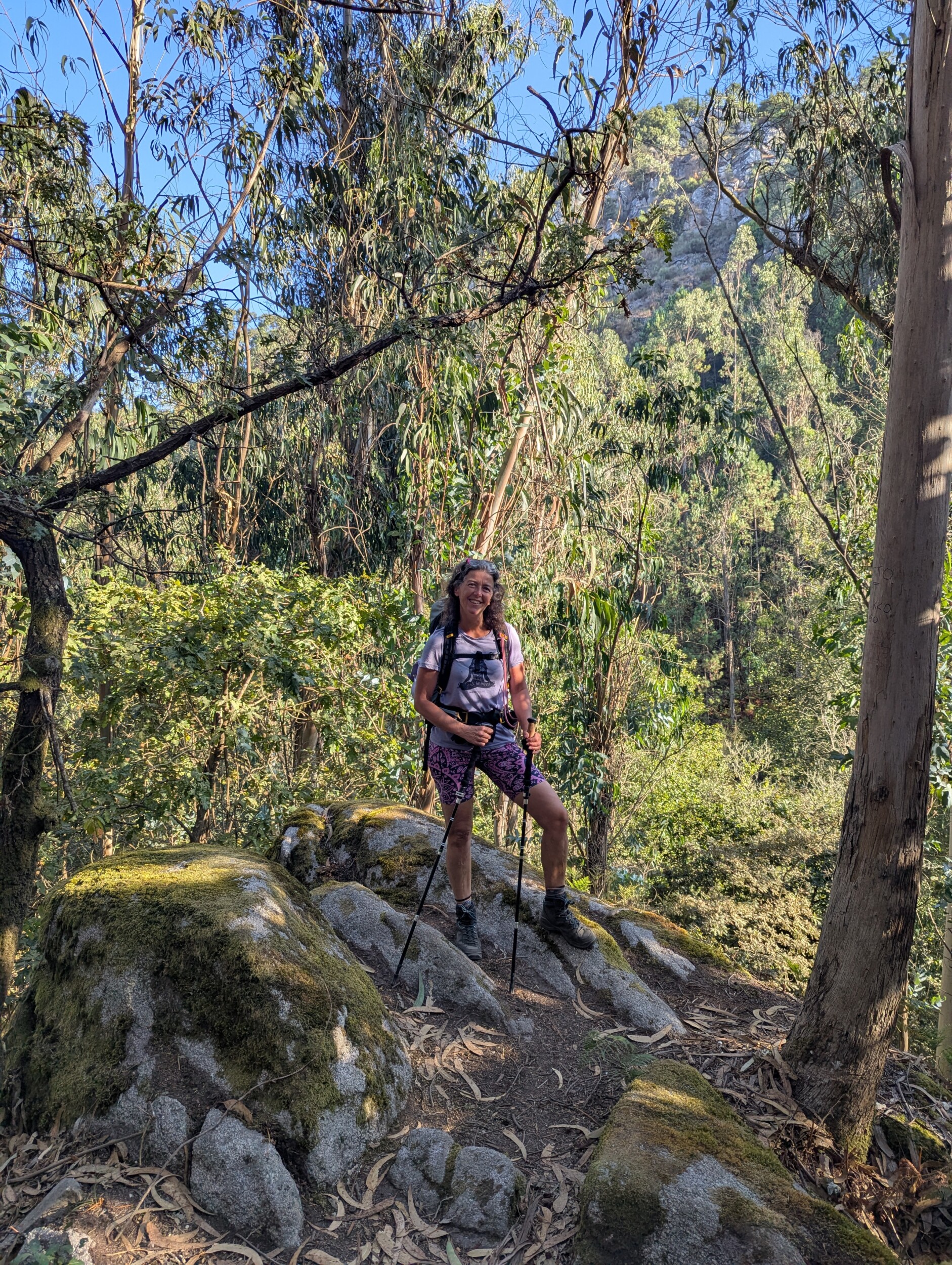 Eucalyptus bos camino Portugues