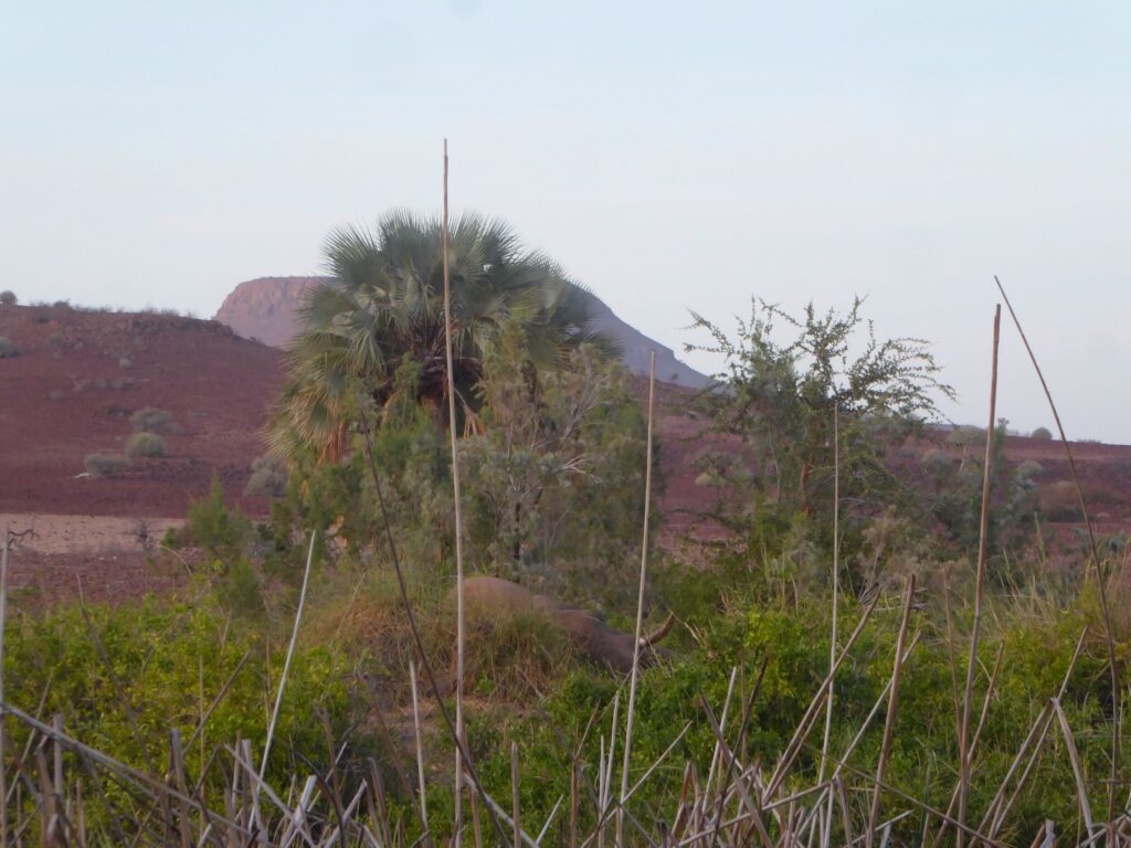 Ontdek Palmwag Namibië: mijn ontmoeting met woestijnolifant Jimbo & de eeuwenoude Welwitschia plant. Tips voor 4WD kamperen in Damaraland + praktische gids info.