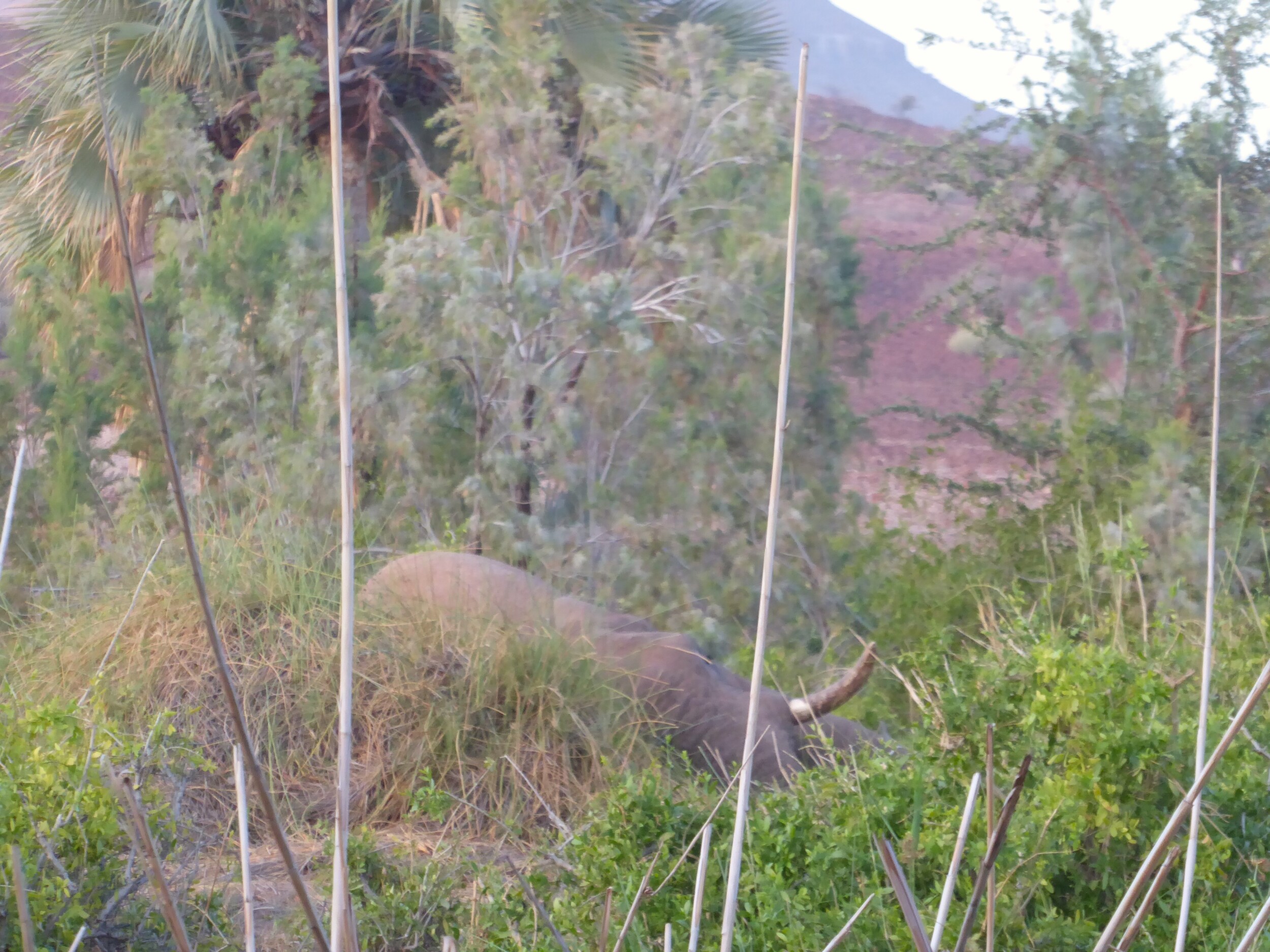 Ontdek Palmwag Namibië: mijn ontmoeting met woestijnolifant Jimbo & de eeuwenoude Welwitschia plant. Tips voor 4WD kamperen in Damaraland + praktische gids info.