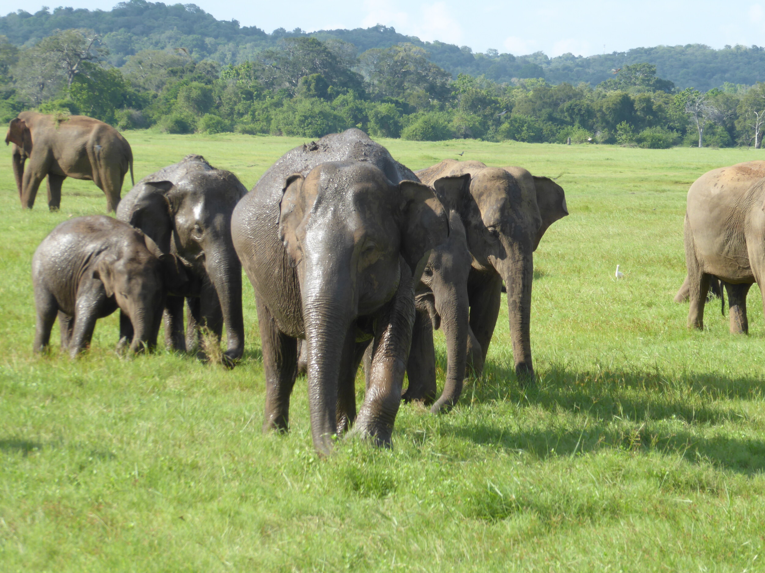Rondreis Sri Lanka